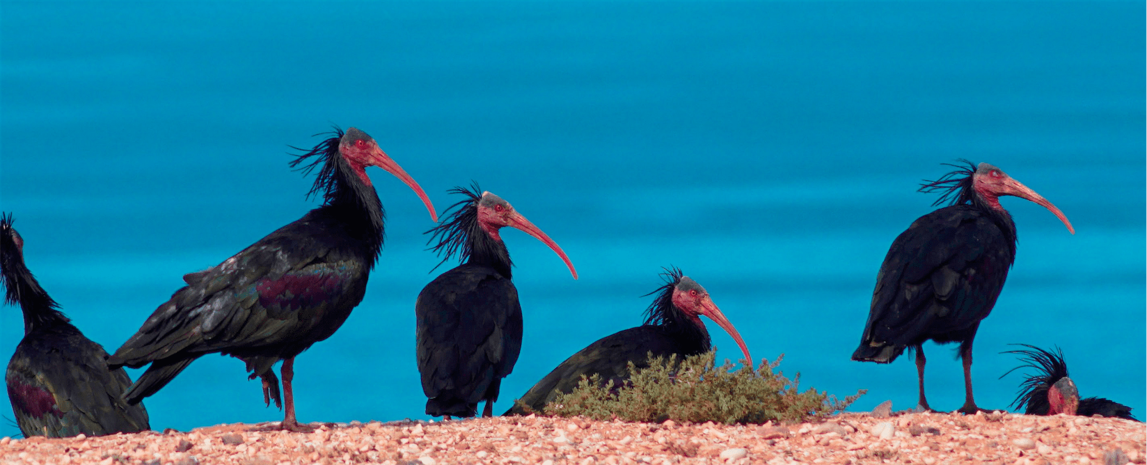 Réserve des Oiseaux au Parc National Souss Massa Site RAMSAR